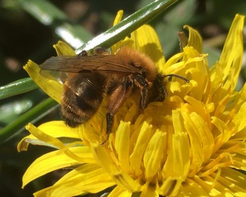 Réf. 277 228 : Andrena nigroaenea